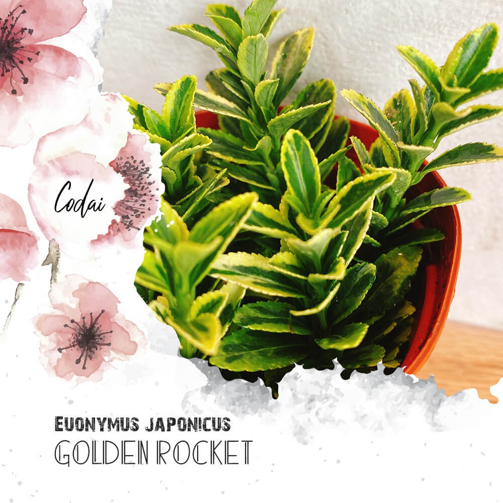 Cây Euonymus japonicus ‘Golden Rocket’ (Đông Thanh Vệ Mâu) chậu nhựa