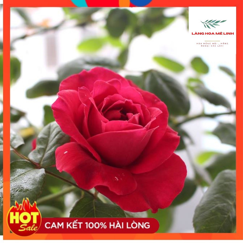 Hoa hồng bụi Autumn Rouge xứ Nhật[SIÊU THƠM- SIÊU HOT]utumn Rouge có màu đỏ tím merlot, cánh kép, đặc tính bụi.