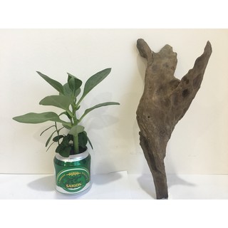 Gỗ lũa hồ cá, gỗ lũa thủy sinh loại nhỏ