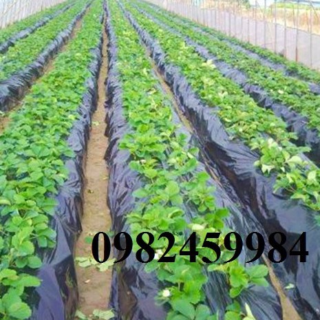 Màng Phủ Nông Nghiệp 1,4X400X15Mic Xuất Xứ Tại Việt Nam, Cuộn Được Gập Thành 0,7m Để Dễ Dàng Vận Chuyển.