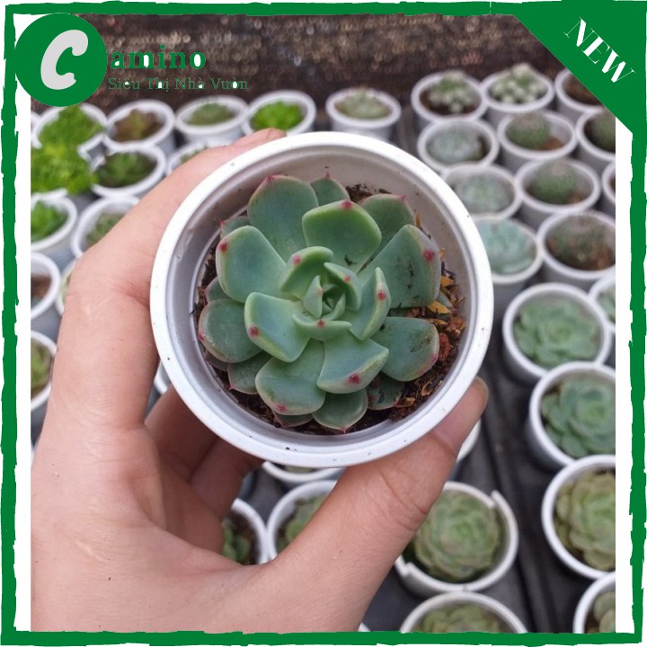 Sen đá thái viền đỏ