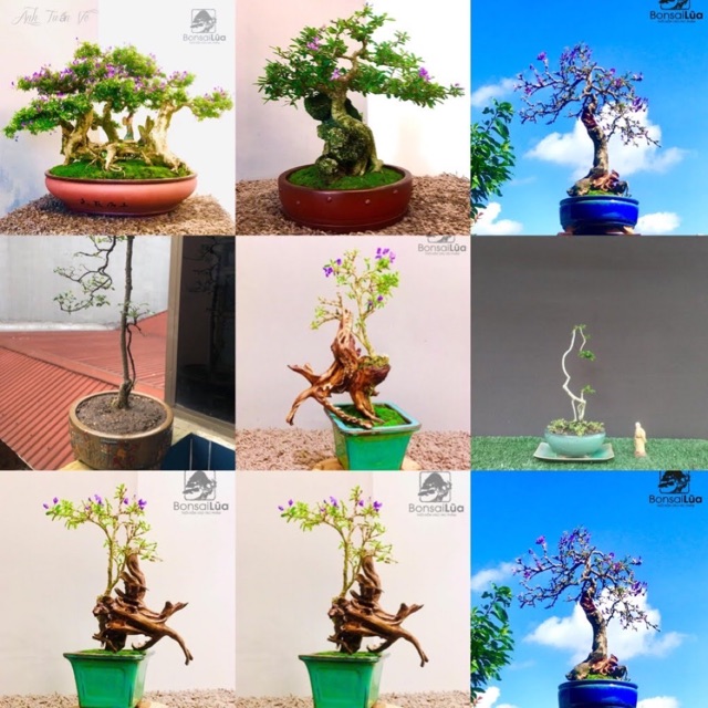 Chậu cảnh bonsai