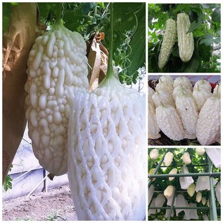 2Gram Hạt Giống Mướp Đắng Trắng Nhật Năng Suất Cao, Nhanh Thu Hoạch, Giòn Ngon