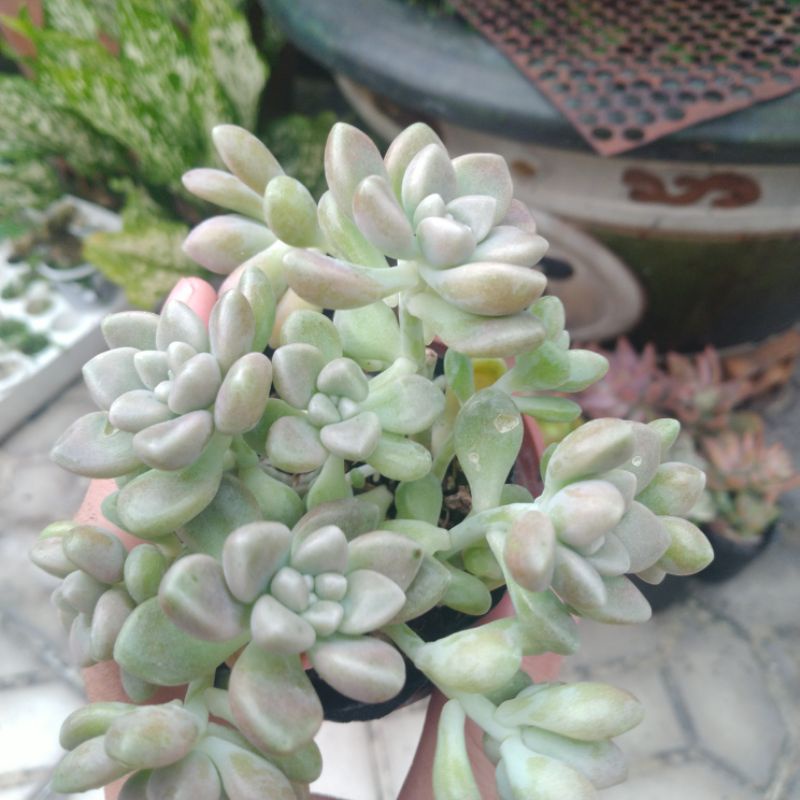 Sen đá dù hồng - Sen đá 16