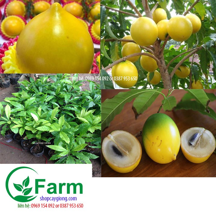 Vcây vú sữa hoàng kim