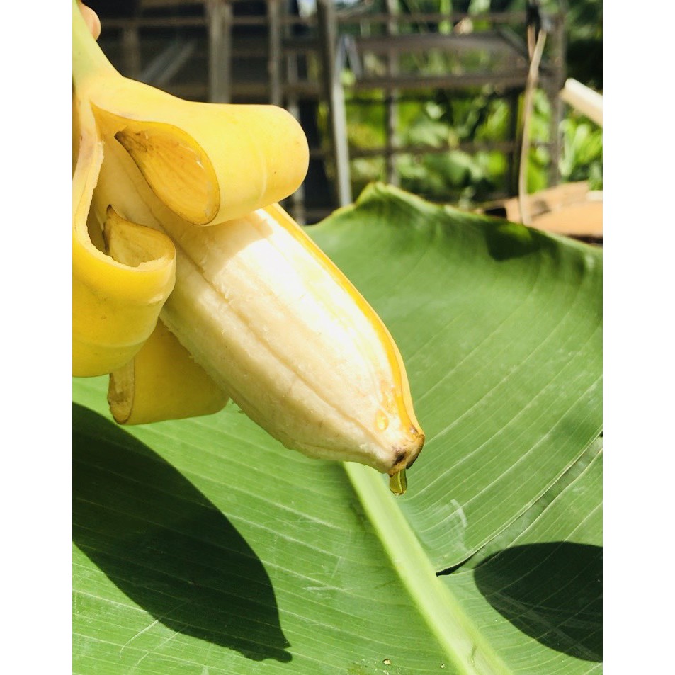 Mật Chuối Tabai An Hòa Farm dành cho ăn kiêng - tăng sức đề kháng AHF chai dùng thử 100ml