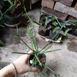 Cây giống dạ quỳnh, cây giao