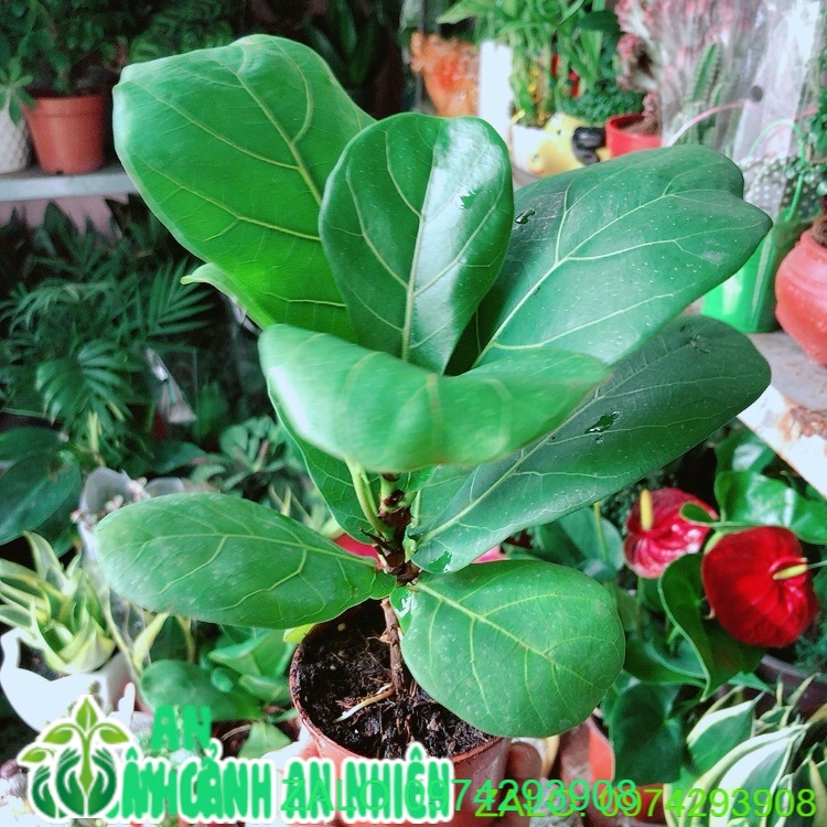 Cây Bàng Singapore Cao 20cm