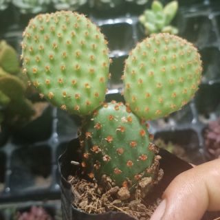 Xương rồng tai thỏ đỏ