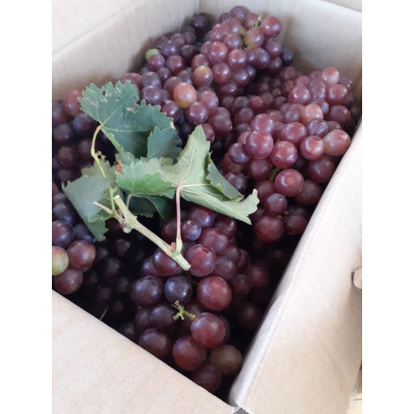 NƯỚC NHO NINH THUẬN LÊN MEN