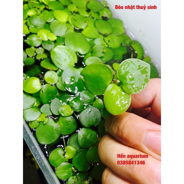 Bèo nhật thuỷ sinh - Trang trí - lọc nước - thả hồ tép combo 1️⃣0️⃣ k / 5 tai