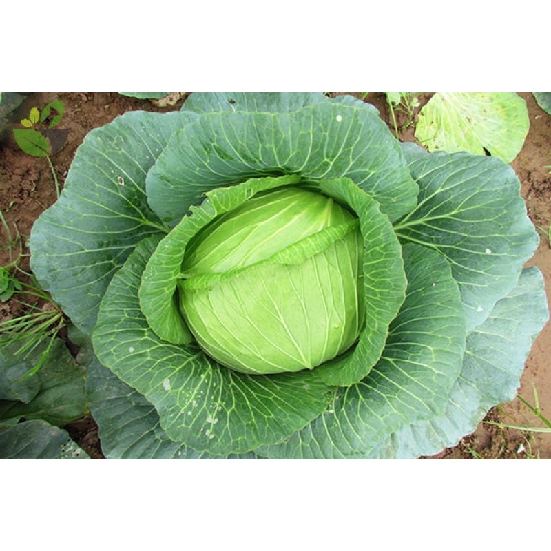 BẮP CẢI / RAU BẮP SÚ - 1KG - GIAO NGAY