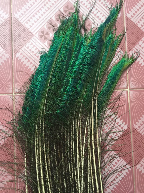 Lông công phong thuỷ 70cm tự nhiên MẮT TO | BigBuy360 - bigbuy360.vn