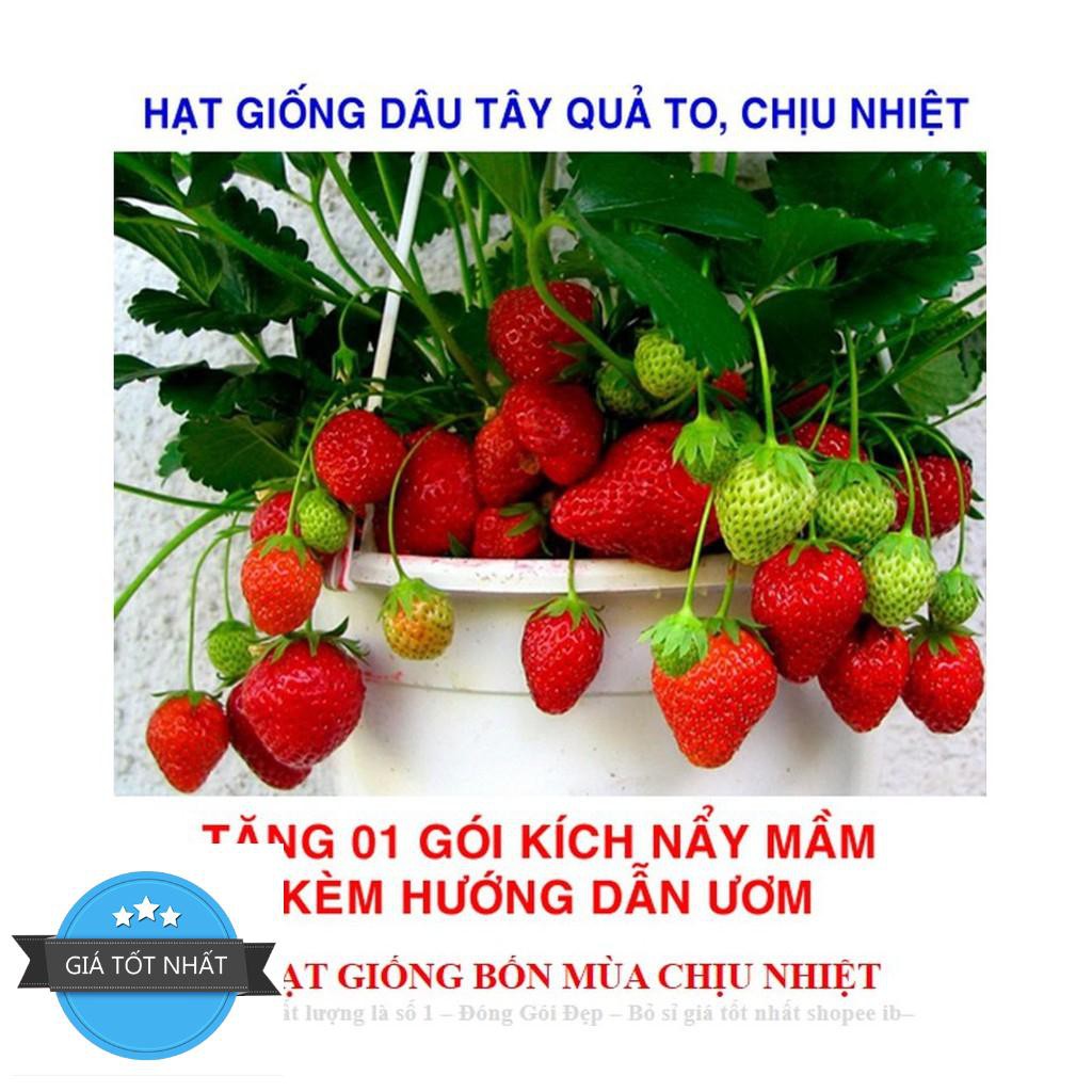 Hạt giống Dâu tây Nhật quả TO, siêu ngọt