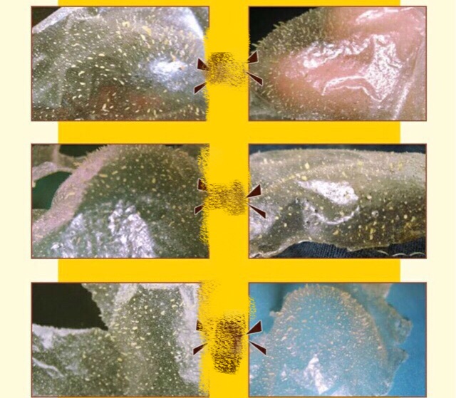 Mặt nạ peel hút mụn đầu đen Bisutang hút mụn ẩn làm sạch bụi bẩn giúp da mịn màng sáng bóng