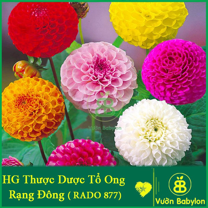 Hạt Giống Hoa Thược Dược Tổ Ong Mix Dễ Trồng