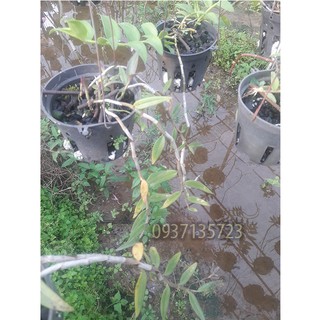 CÂY LAN GIẢ HẠC PHÁP