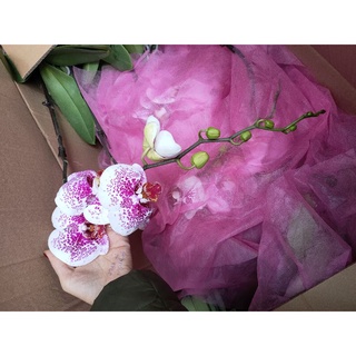 lan hồ điệp giống chất lượng