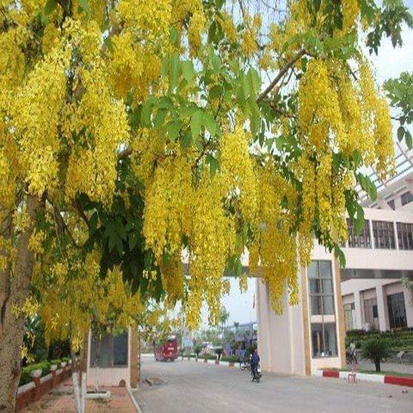 Cây muồng hoàng yến gieo hạt cao 70- 90 cm.