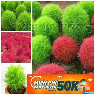 100 Hạt giống hoa Cỏ Đổi màu (tặng gói kích nẩy mầm và hướng dẫn)