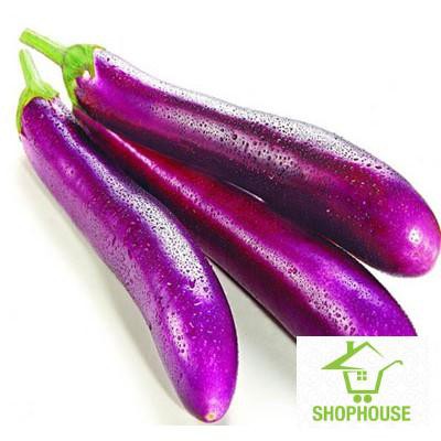 Shophouse 50 hạt giống cà tím dài  SHOP HOUSE  TẾT KHUYẾN MẠI
