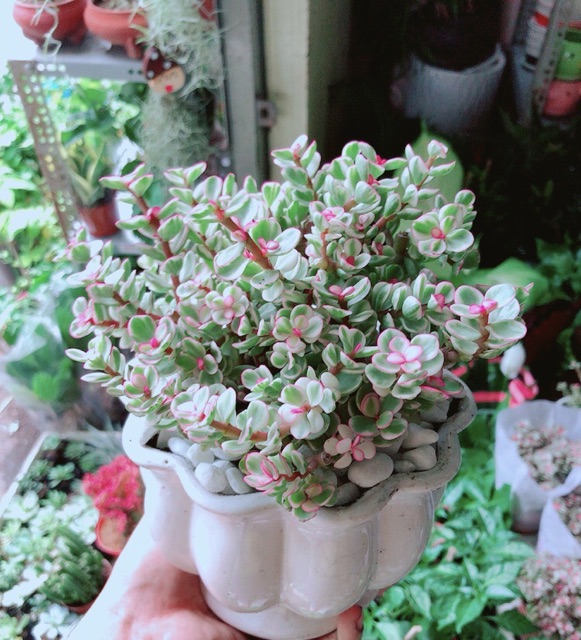 Chậu Cây Đô La Hồng