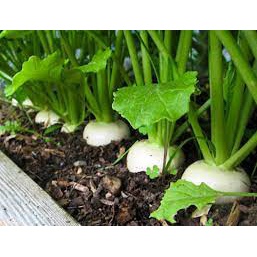 Hạt giống Củ Cải Trắng , Nhập Khẩu Hồng Kông