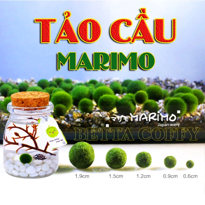 Tảo cầu marimo - tảo cầu may mắn Nhật Bản