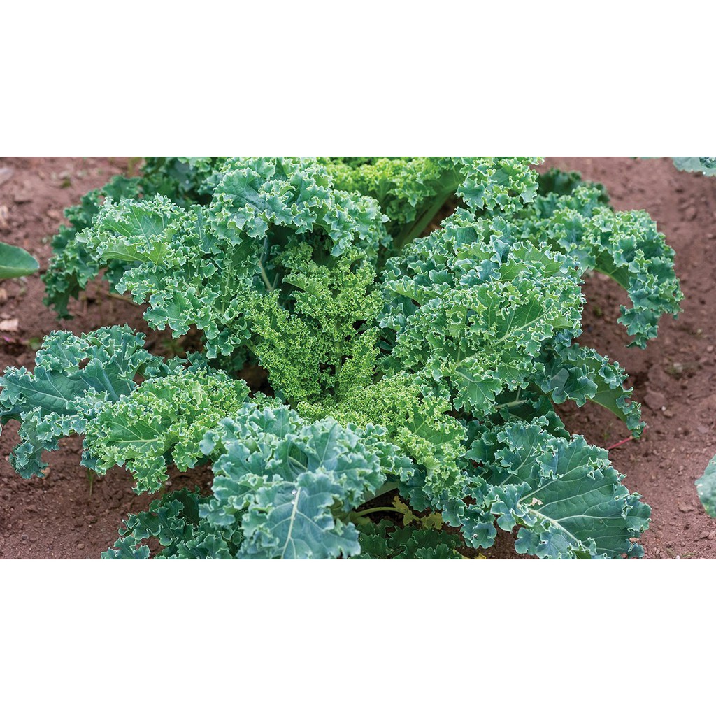 2 gam hạt giống cải xoăn Kale dễ trồng