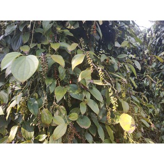Hạt tiêu đen - 500 gram
