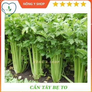 Túi zip 500 hạt giống cần tây be to rạng đông giant celery 326