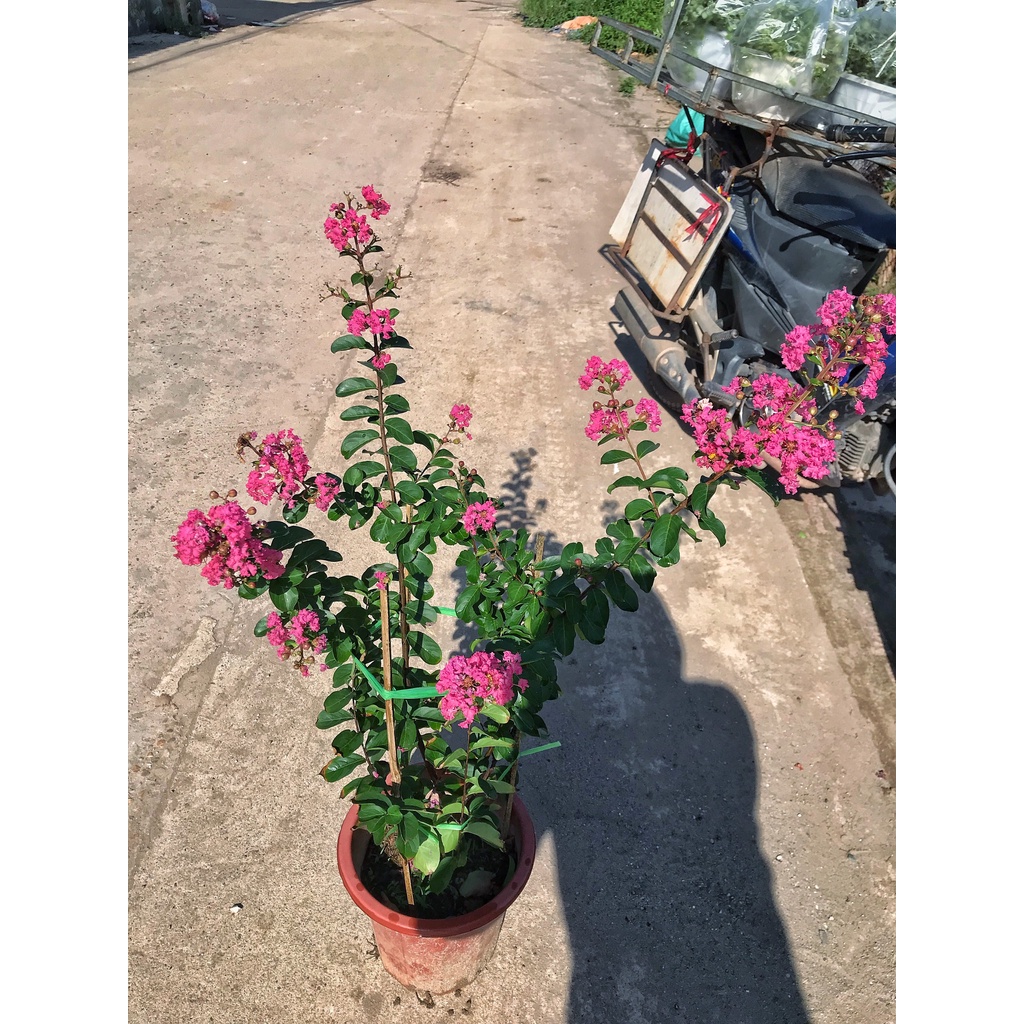 Cây hoa tường vi hồng chiều cao 35-45cm hoa nở đẹp, dễ trồng và chăm sóc, cây trồng trang trí sân vườn