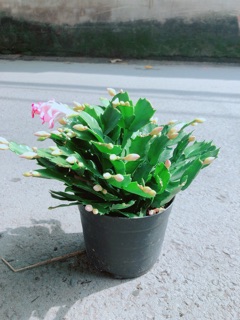Chậu Tiểu Quỳnh (Càng Cua)