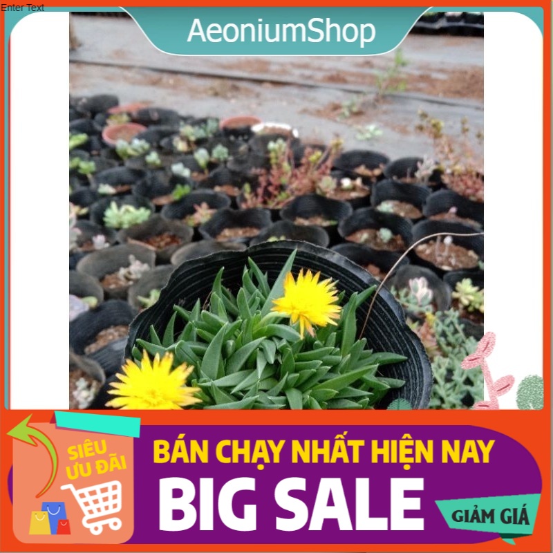 SEN ĐÁ CỎ NGỌC size mini 8x8 cm đã thuần khí hậu sức sống cao