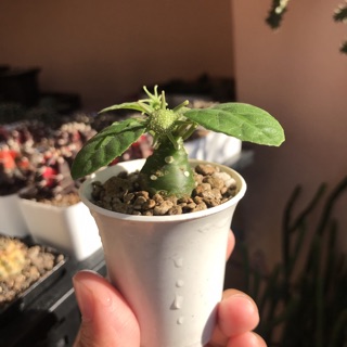 Cây mặt trời