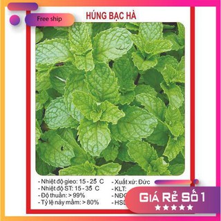 Hạt giống Húng Bạc Hà, Húng Lủi (0.1g)