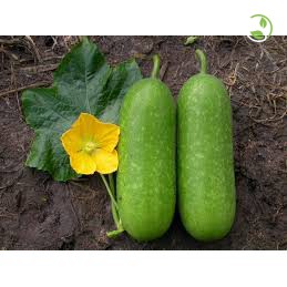 Hạt Giống Bí Đao F1 WG-9 Phú Nông - Gói 0.2g - Wax Gourd