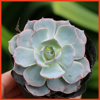 Sen đá Hồng Phấn Nhỏ