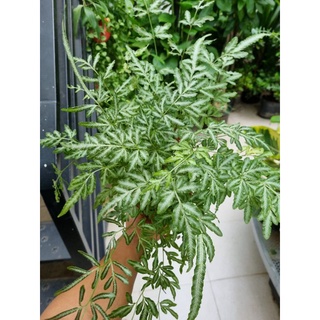 cây dương xỉ pháp