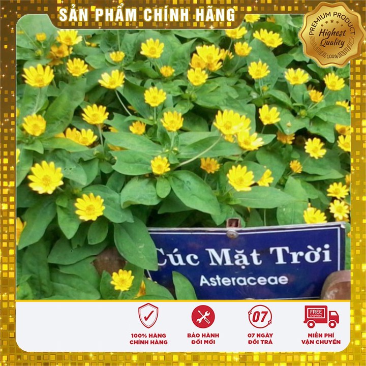 Hạt Giống Hoa Cúc Mặt Trời ( 50 - 100 hạt )