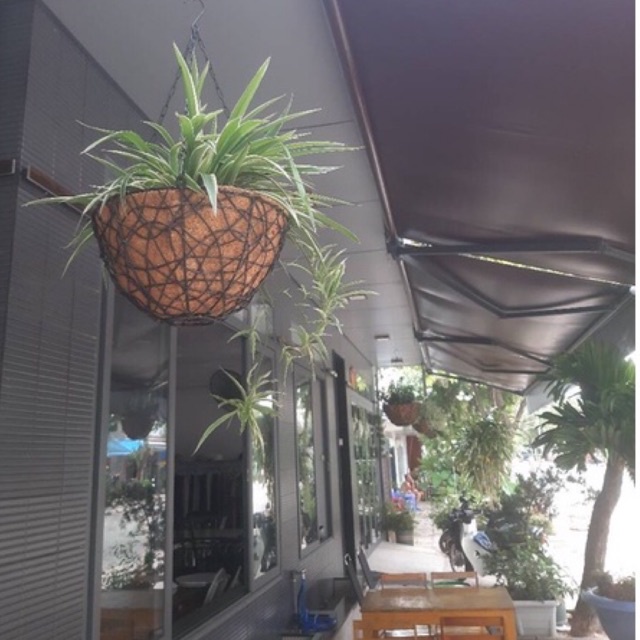 Chậu Treo Xơ Dừa Khung Sắt Đặc - Trồng Cây treo Fi30 - Coconut Fiber Hanging Pots