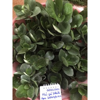 cây sống đời (5 cây)