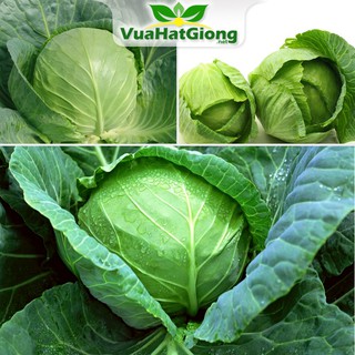 Hạt Giống Bắp Cải F1 Sai Trái, Dễ Trồng