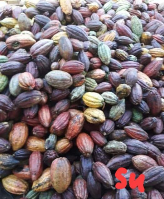 Sỉ 5kg Bột ca cao nguyên chất Đăk Lăk