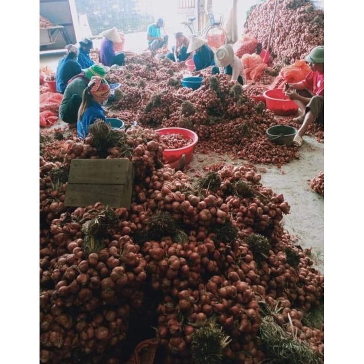 Tỏi tép to dễ bóc, thơm ngon chắc mẩy.