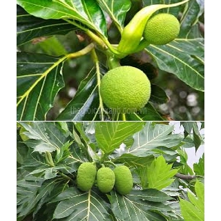 CÂY GIỐNG CÂY SA KÊ (cây bánh mỳ)