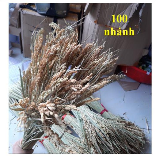 BÔNG LÚA KHÔ HẠT NGUYÊN THỦY - LÚA KHÔ 45- 50 BÔNG
