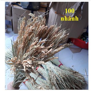 BÔNG LÚA KHÔ HẠT NGUYÊN THỦY - LÚA KHÔ 45- 50 BÔNG