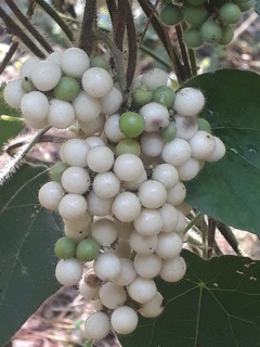 15H-  Hạt giống sương sâm lông