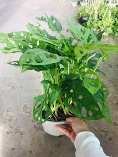 TRẦU BÀ LÁ LỔ
